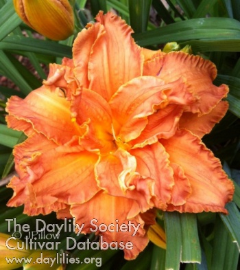 Daylily Orange Fizz